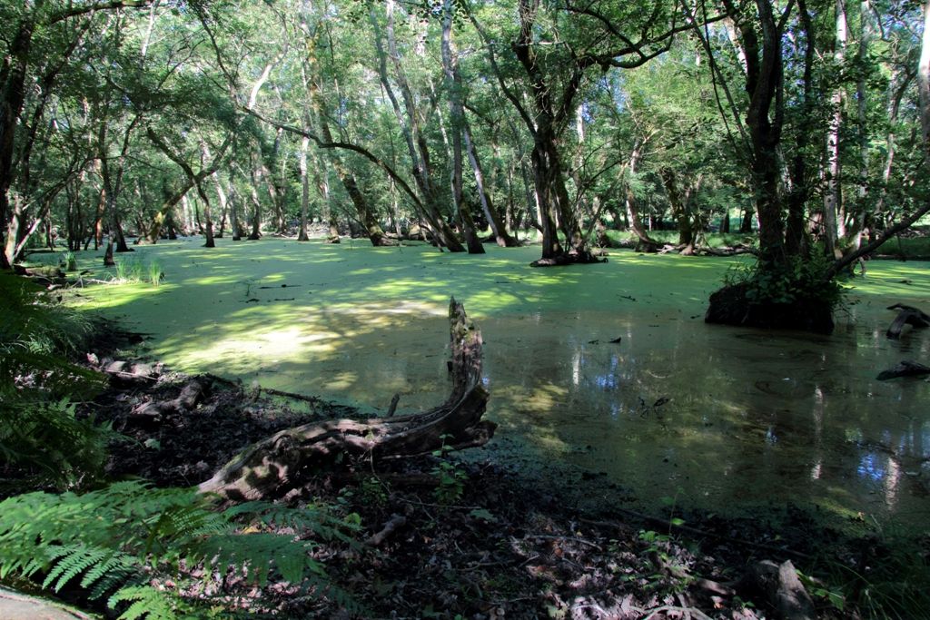 Hierophis viridiflavus ed Everglades al PRMSRM